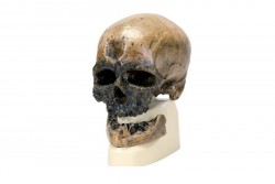 Replika czaszki Homo Sapiens (Crô-Magnon) - 101295 [VP752/1]